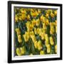 Yellow Tulips-Anna Miller-Framed Photographic Print