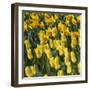 Yellow Tulips-Anna Miller-Framed Photographic Print