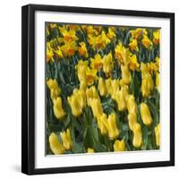 Yellow Tulips-Anna Miller-Framed Photographic Print