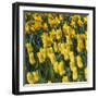 Yellow Tulips-Anna Miller-Framed Photographic Print