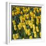 Yellow Tulips-Anna Miller-Framed Photographic Print