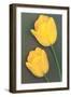 Yellow Tulips-null-Framed Art Print