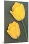 Yellow Tulips-null-Mounted Art Print