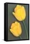 Yellow Tulips-null-Framed Stretched Canvas