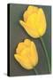 Yellow Tulips-null-Stretched Canvas