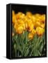 yellow tulipsfield in Keukenhof-null-Framed Stretched Canvas