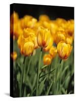 yellow tulipsfield in Keukenhof-null-Stretched Canvas