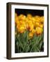 yellow tulipsfield in Keukenhof-null-Framed Photographic Print