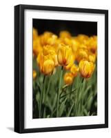 yellow tulipsfield in Keukenhof-null-Framed Photographic Print
