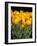 yellow tulipsfield in Keukenhof-null-Framed Photographic Print