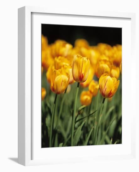 yellow tulipsfield in Keukenhof-null-Framed Photographic Print