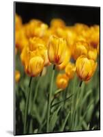 yellow tulipsfield in Keukenhof-null-Mounted Photographic Print