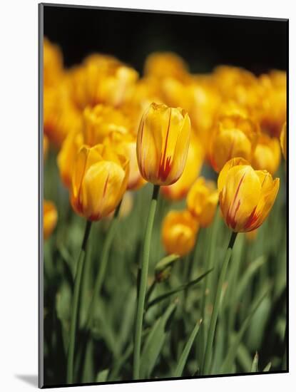 yellow tulipsfield in Keukenhof-null-Mounted Photographic Print