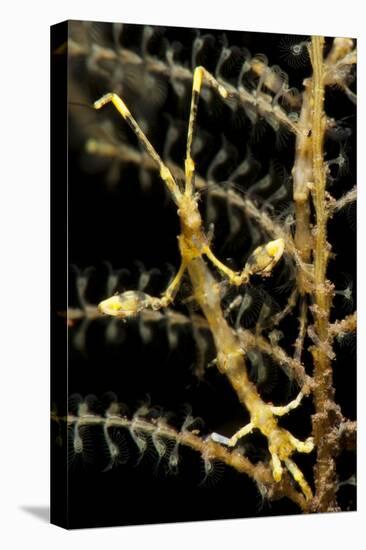 Yellow Variety of Skeleton Shrimp, Tulamben, Bali, Indonesia-null-Stretched Canvas