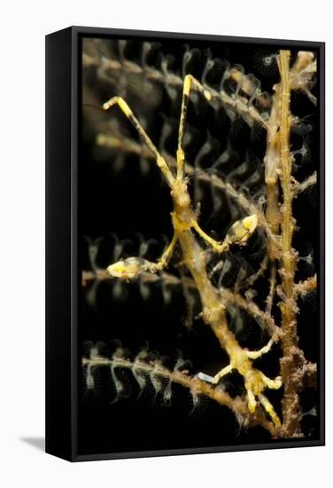 Yellow Variety of Skeleton Shrimp, Tulamben, Bali, Indonesia-null-Framed Stretched Canvas