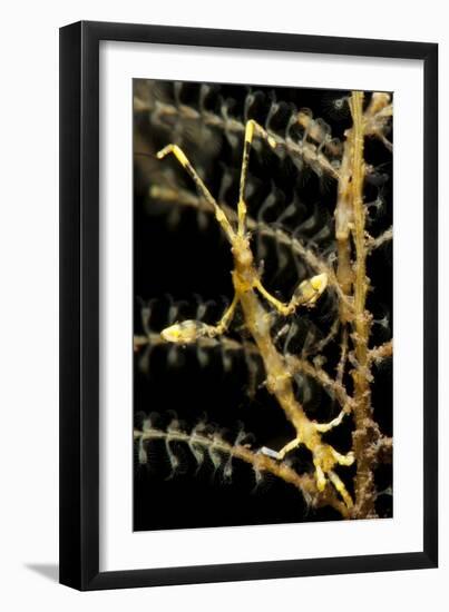 Yellow Variety of Skeleton Shrimp, Tulamben, Bali, Indonesia-null-Framed Photographic Print