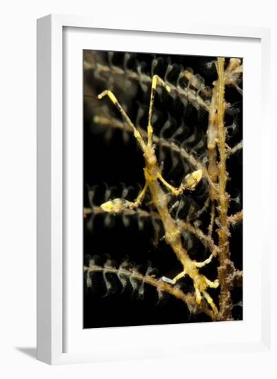 Yellow Variety of Skeleton Shrimp, Tulamben, Bali, Indonesia-null-Framed Photographic Print