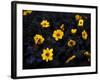 Yellow Velvet, 2019,-Helen White-Framed Giclee Print