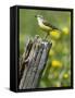 Yellow Wagtail Female Perched on Old Fence Post, Upper Teesdale, Co Durham, England, UK-Andy Sands-Framed Stretched Canvas
