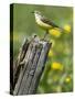 Yellow Wagtail Female Perched on Old Fence Post, Upper Teesdale, Co Durham, England, UK-Andy Sands-Stretched Canvas