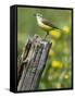 Yellow Wagtail Female Perched on Old Fence Post, Upper Teesdale, Co Durham, England, UK-Andy Sands-Framed Stretched Canvas