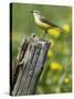 Yellow Wagtail Female Perched on Old Fence Post, Upper Teesdale, Co Durham, England, UK-Andy Sands-Stretched Canvas