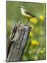 Yellow Wagtail Female Perched on Old Fence Post, Upper Teesdale, Co Durham, England, UK-Andy Sands-Mounted Photographic Print