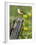 Yellow Wagtail Female Perched on Old Fence Post, Upper Teesdale, Co Durham, England, UK-Andy Sands-Framed Photographic Print