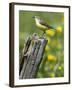 Yellow Wagtail Female Perched on Old Fence Post, Upper Teesdale, Co Durham, England, UK-Andy Sands-Framed Photographic Print