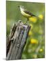 Yellow Wagtail Female Perched on Old Fence Post, Upper Teesdale, Co Durham, England, UK-Andy Sands-Mounted Photographic Print