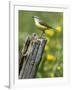 Yellow Wagtail Female Perched on Old Fence Post, Upper Teesdale, Co Durham, England, UK-Andy Sands-Framed Photographic Print