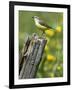 Yellow Wagtail Female Perched on Old Fence Post, Upper Teesdale, Co Durham, England, UK-Andy Sands-Framed Photographic Print