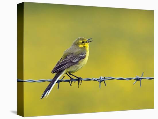 Yellow Wagtail Male Singing from Barbed Wire Fence, Upper Teesdale, Co Durham, England, UK-Andy Sands-Stretched Canvas