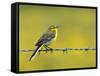 Yellow Wagtail Male Singing from Barbed Wire Fence, Upper Teesdale, Co Durham, England, UK-Andy Sands-Framed Stretched Canvas
