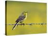 Yellow Wagtail Male Singing from Barbed Wire Fence, Upper Teesdale, Co Durham, England, UK-Andy Sands-Stretched Canvas