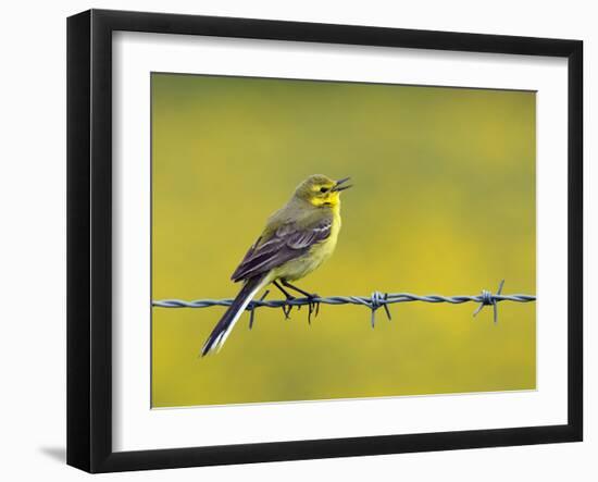 Yellow Wagtail Male Singing from Barbed Wire Fence, Upper Teesdale, Co Durham, England, UK-Andy Sands-Framed Photographic Print