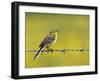 Yellow Wagtail Male Singing from Barbed Wire Fence, Upper Teesdale, Co Durham, England, UK-Andy Sands-Framed Photographic Print