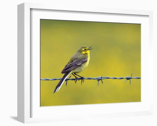 Yellow Wagtail Male Singing from Barbed Wire Fence, Upper Teesdale, Co Durham, England, UK-Andy Sands-Framed Photographic Print