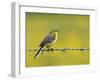 Yellow Wagtail Male Singing from Barbed Wire Fence, Upper Teesdale, Co Durham, England, UK-Andy Sands-Framed Photographic Print