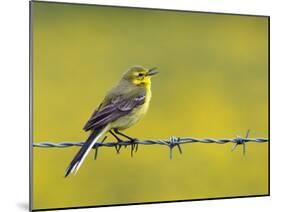 Yellow Wagtail Male Singing from Barbed Wire Fence, Upper Teesdale, Co Durham, England, UK-Andy Sands-Mounted Photographic Print