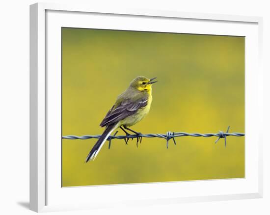 Yellow Wagtail Male Singing from Barbed Wire Fence, Upper Teesdale, Co Durham, England, UK-Andy Sands-Framed Photographic Print