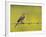 Yellow Wagtail Male Singing from Barbed Wire Fence, Upper Teesdale, Co Durham, England, UK-Andy Sands-Framed Photographic Print