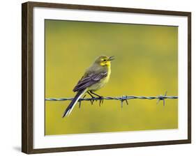 Yellow Wagtail Male Singing from Barbed Wire Fence, Upper Teesdale, Co Durham, England, UK-Andy Sands-Framed Photographic Print