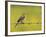 Yellow Wagtail Male Singing from Barbed Wire Fence, Upper Teesdale, Co Durham, England, UK-Andy Sands-Framed Photographic Print