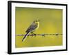 Yellow Wagtail Male Singing from Barbed Wire Fence, Upper Teesdale, Co Durham, England, UK-Andy Sands-Framed Photographic Print