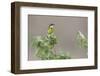 Yellow Wagtail-Ken Archer-Framed Photographic Print