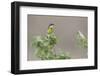 Yellow Wagtail-Ken Archer-Framed Photographic Print