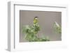 Yellow Wagtail-Ken Archer-Framed Photographic Print