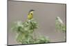 Yellow Wagtail-Ken Archer-Mounted Photographic Print