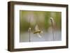 Yellow warbler collecting nesting material from Bulrush cattail, Bozeman, Montana. USA, June-Phil Savoie-Framed Photographic Print